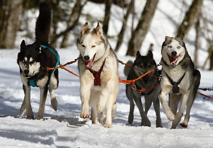 Four Huskies Running in Snow