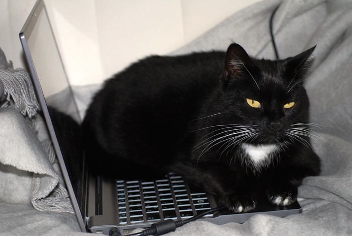 Black cat with yellow eyes on a laptop