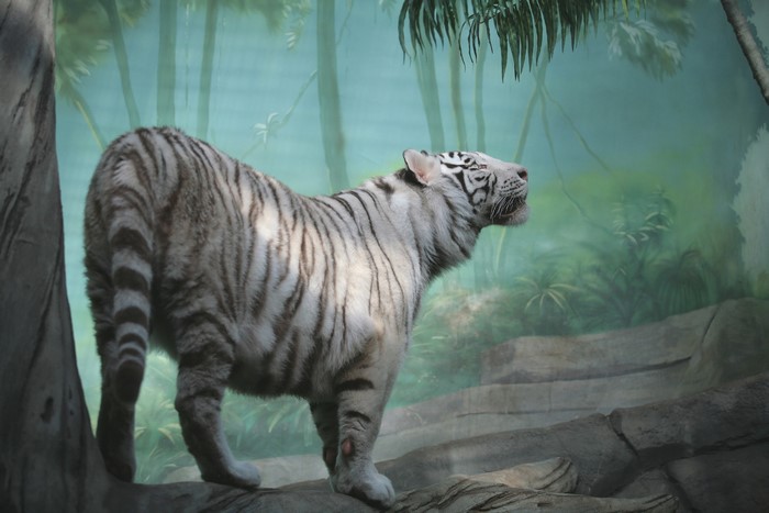 White tiger standing in a jungle exhibit