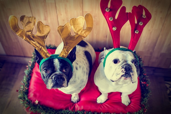 Two French Bulldogs wearing Christmas reindeer antlers