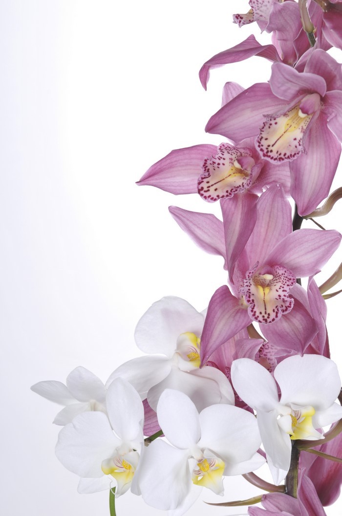Pink and White Orchids on White Background