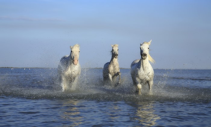 Three white horses running in water