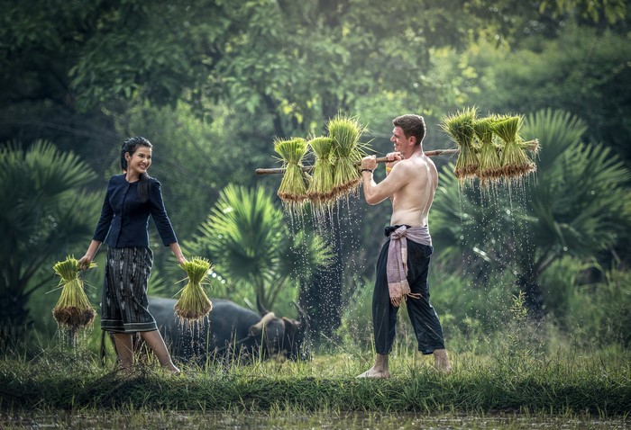Asian farmers carrying rice seedlings in a field