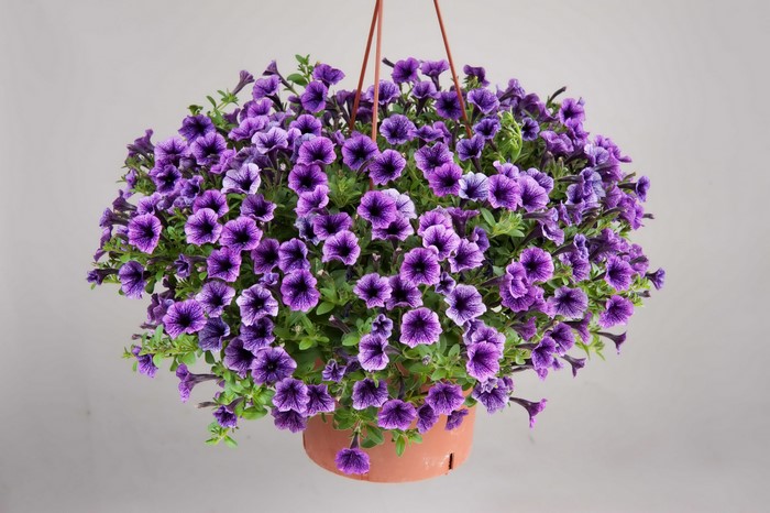 Hanging basket of purple petunias