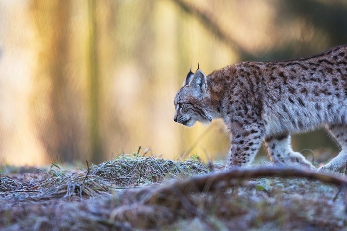 4K Lynx walking in a forest