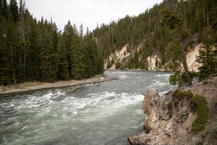 River flowing through a forest in Yellowstone National Park