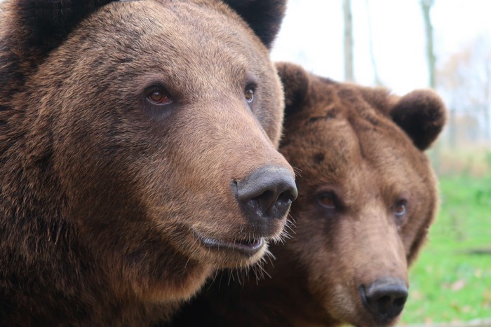 Two brown bears close up