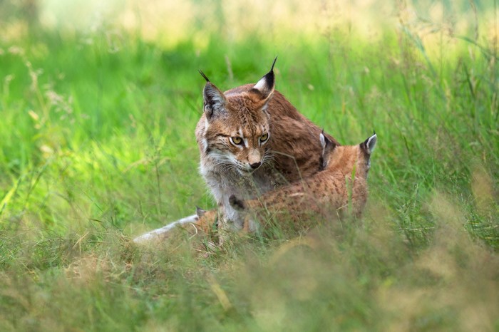 4K Lynx with Two Cubs in Grass