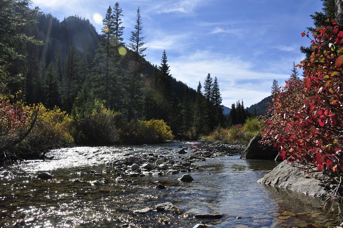River flowing through a forest in Grand Teton National Park, Wyoming