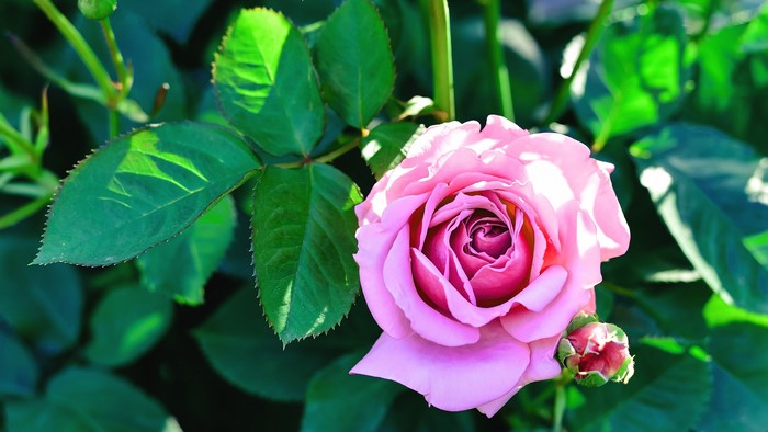 Pink Rose with Green Leaves