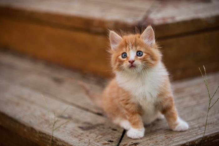 Orange and white kitten with blue eyes on wooden planks