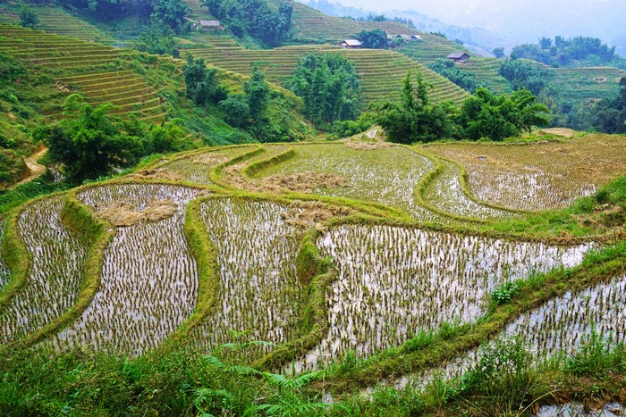 Terraced Rice Fields in Muong Hoa Valley, Vietnam