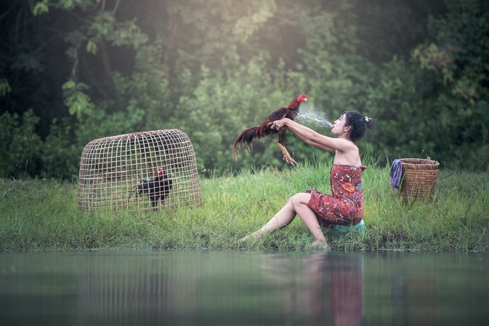 Woman spraying water on a rooster near a cage