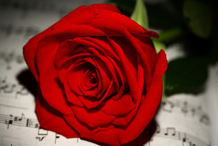 Red Rose on Sheet Music