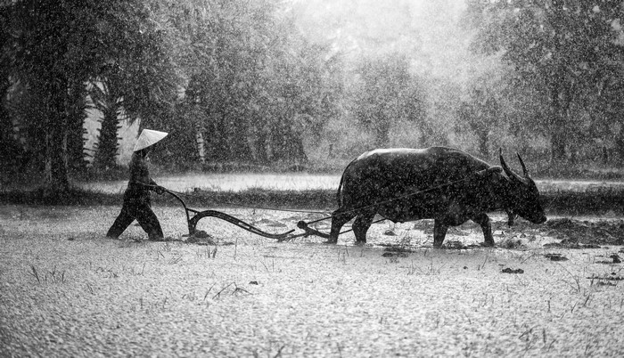 Farmer plowing field with buffalo in the rain
