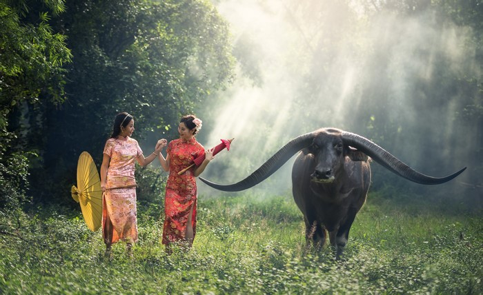 4K Asian Women in Traditional Dress with Buffalo