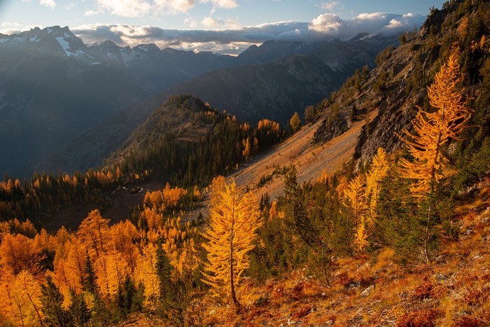 Autumn Larches on Carne Mountain, USA