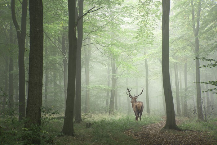 Deer in a foggy forest with trees