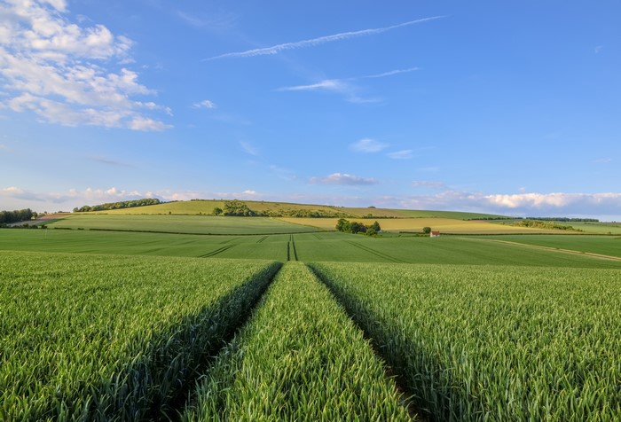 Green fields in England under a blue sky
