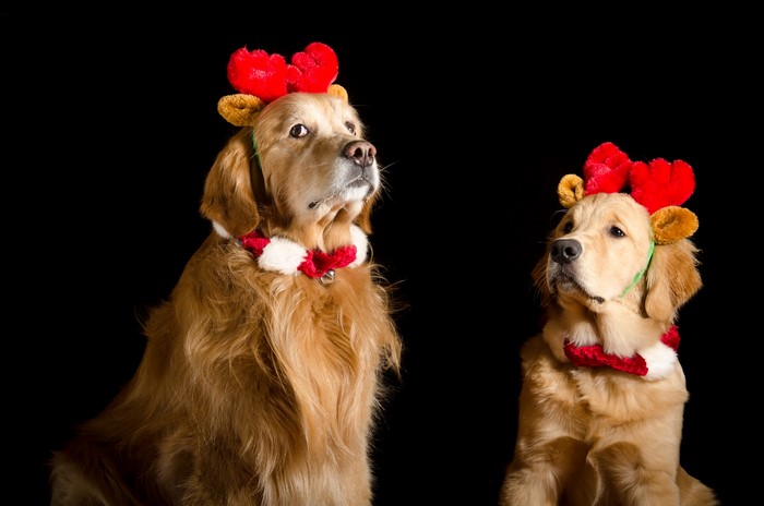 Two Golden Retrievers with Christmas Antlers