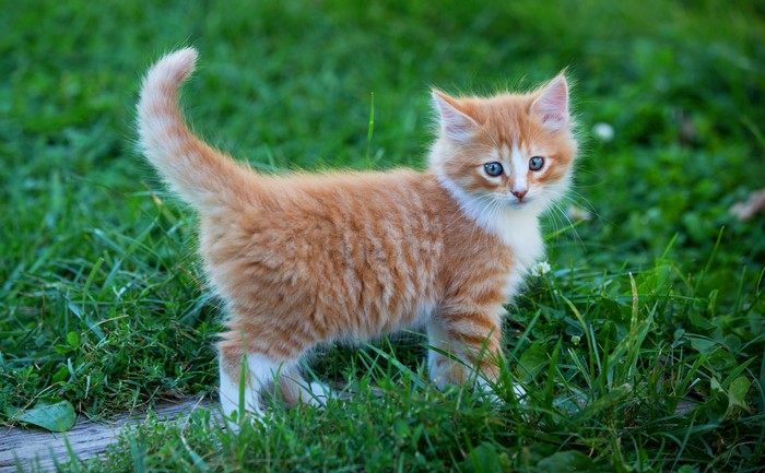 Ginger kitten with blue eyes in green grass