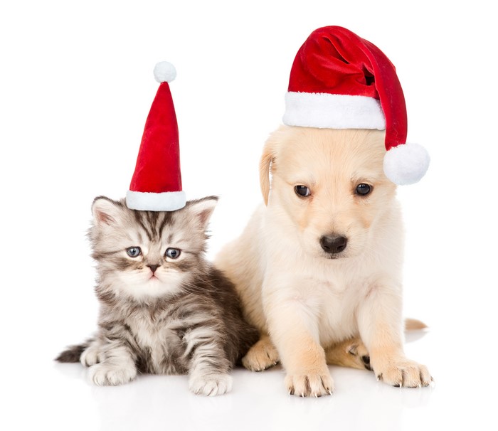 Puppy and Kitten Wearing Santa Hats