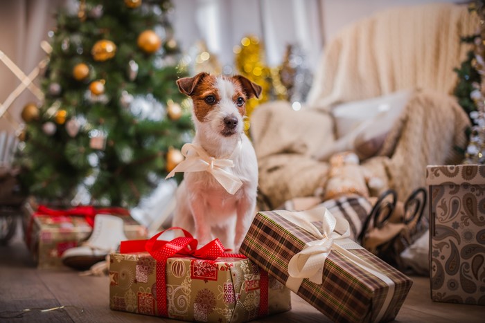 Jack Russell Terrier with Christmas Gifts