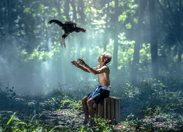 Old Asian man with rooster in foggy forest