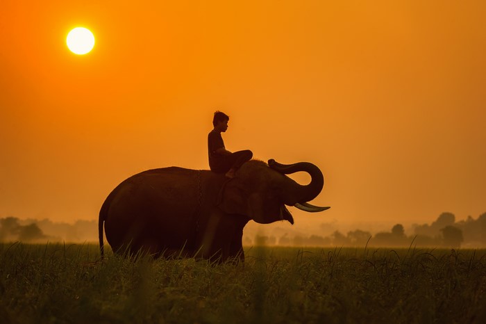 Silhouette of a boy riding an elephant at sunset