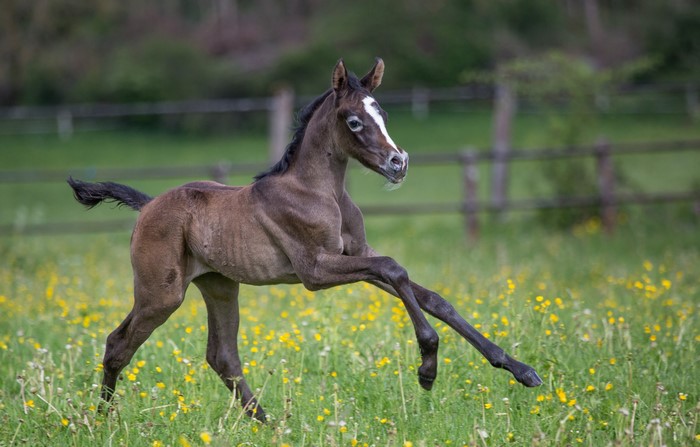 A dark brown foal running in a field of yellow flowers