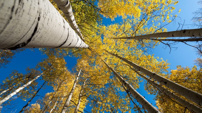 Autumn Aspen Trees from Below