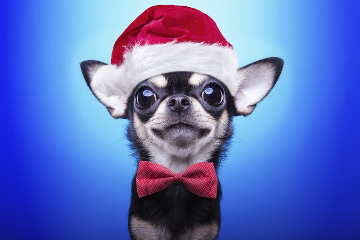 Chihuahua wearing a Santa hat and bow tie