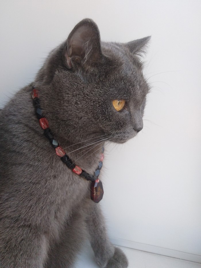 Gray cat wearing a beaded necklace