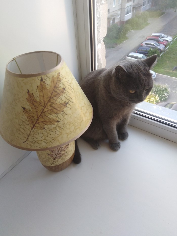 A grey cat sits by a lamp on a windowsill