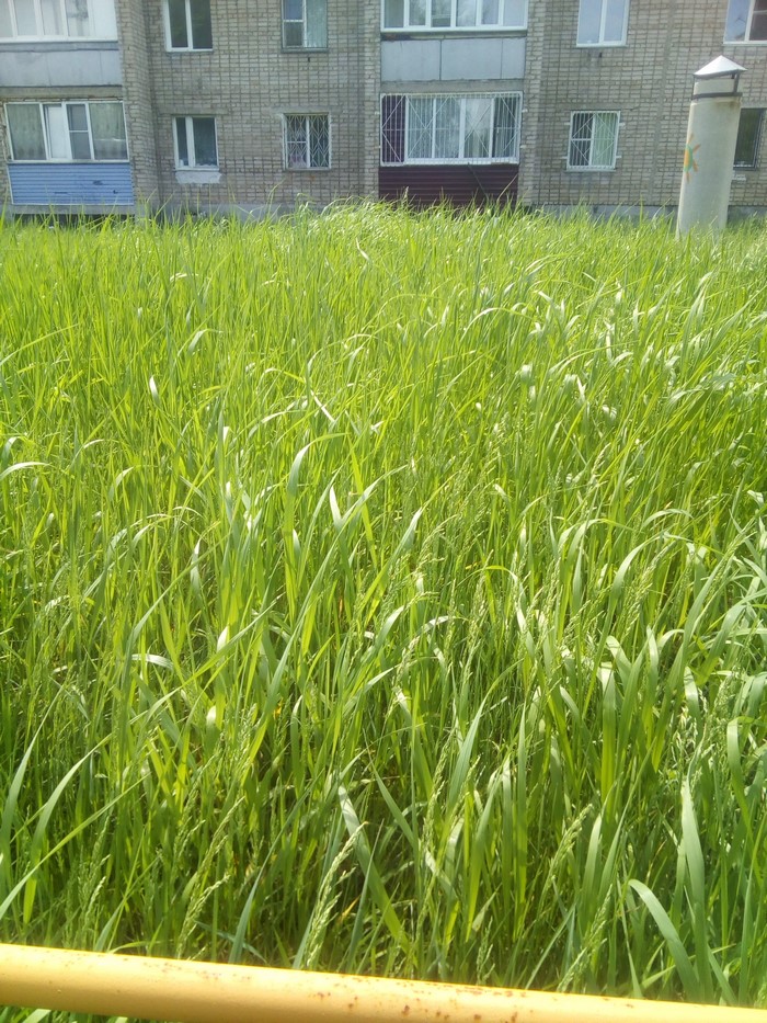 Tall green grass in front of a brick building