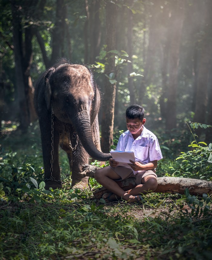 Boy reading a book with an elephant in a forest
