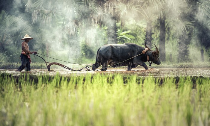 Asian man plowing field with bull