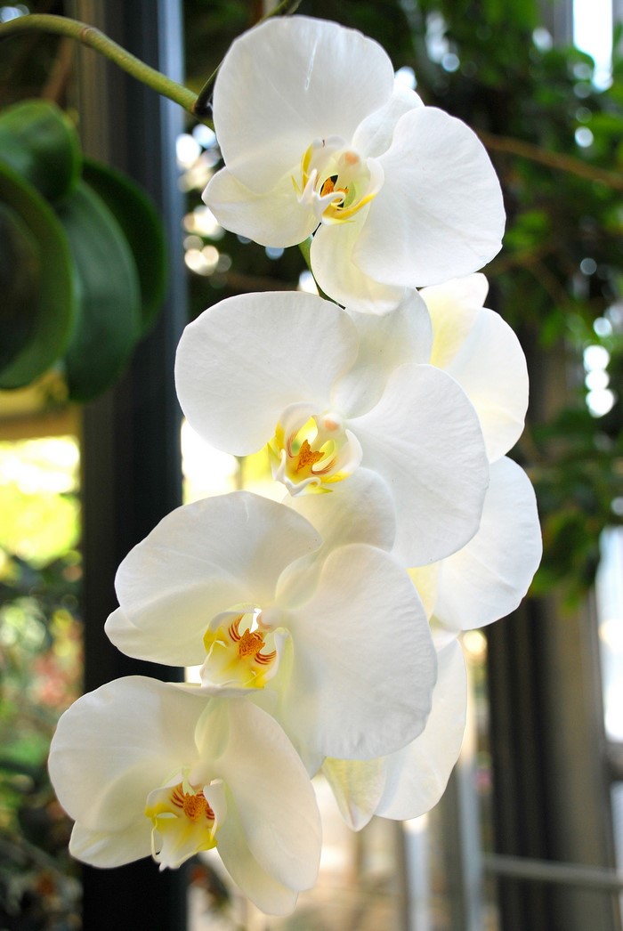 Close-up of a spray of white orchids