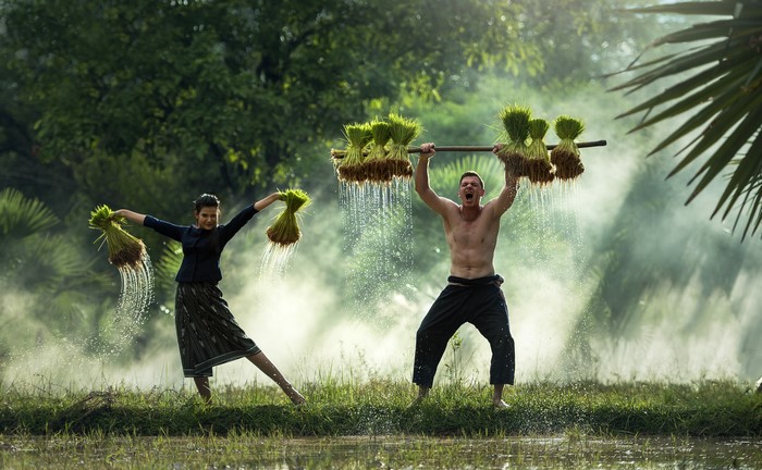 Farmers carrying rice seedlings in a misty field
