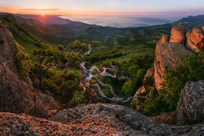 Sunrise over mountains and sea with ancient tree