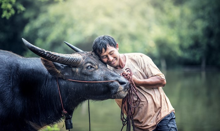 Man hugging a water buffalo