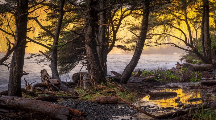 Trees on a rocky coast with ocean waves