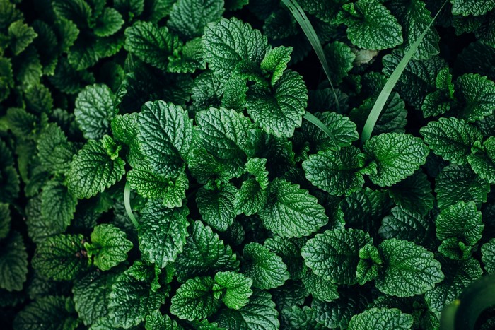 Green leaves of Mentha plant