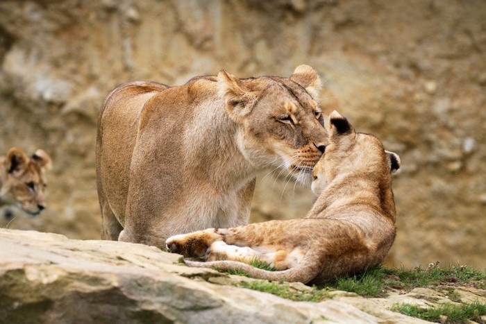 Lioness and cubs interacting on rocky terrain
