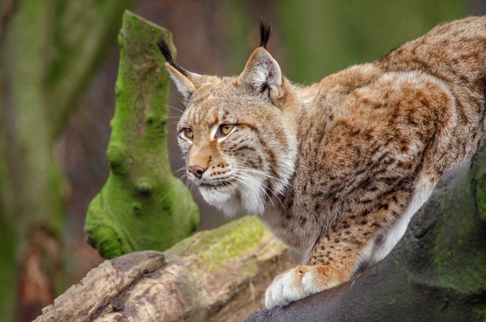 Lynx looking to the side on a branch