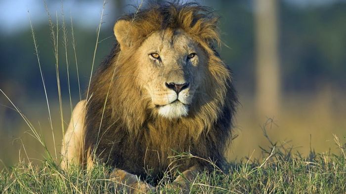 Lion with a mane lying in grass
