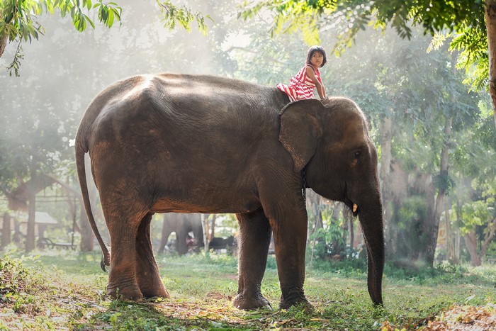4K Photo of Girl Sitting on Elephant in Nature