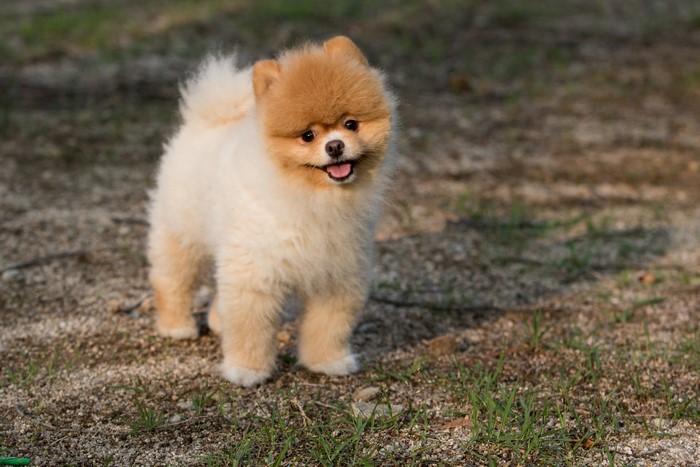 Pomeranian dog standing on gravel and grass