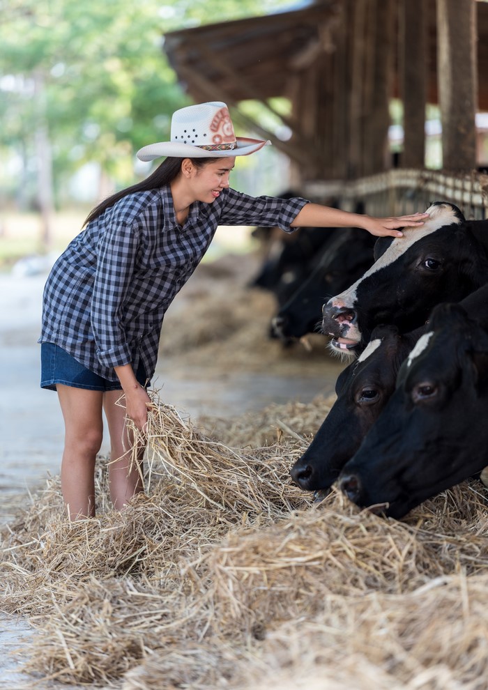 Asian girl in cowboy hat feeding cows hay