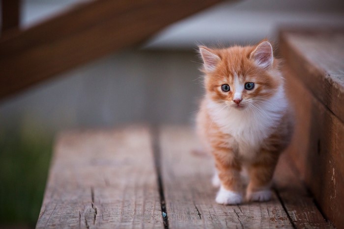 Orange and white kitten on wooden planks